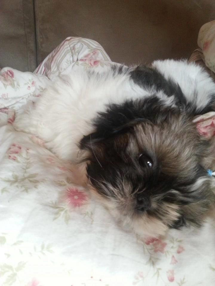 Shih tzu Flindts Emmet Nightly Encounters billede 34