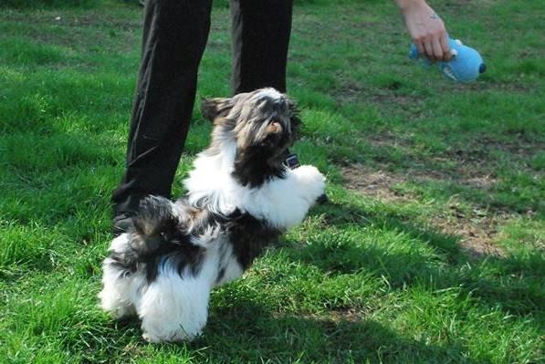 Shih tzu Flindts Emmet Nightly Encounters billede 35