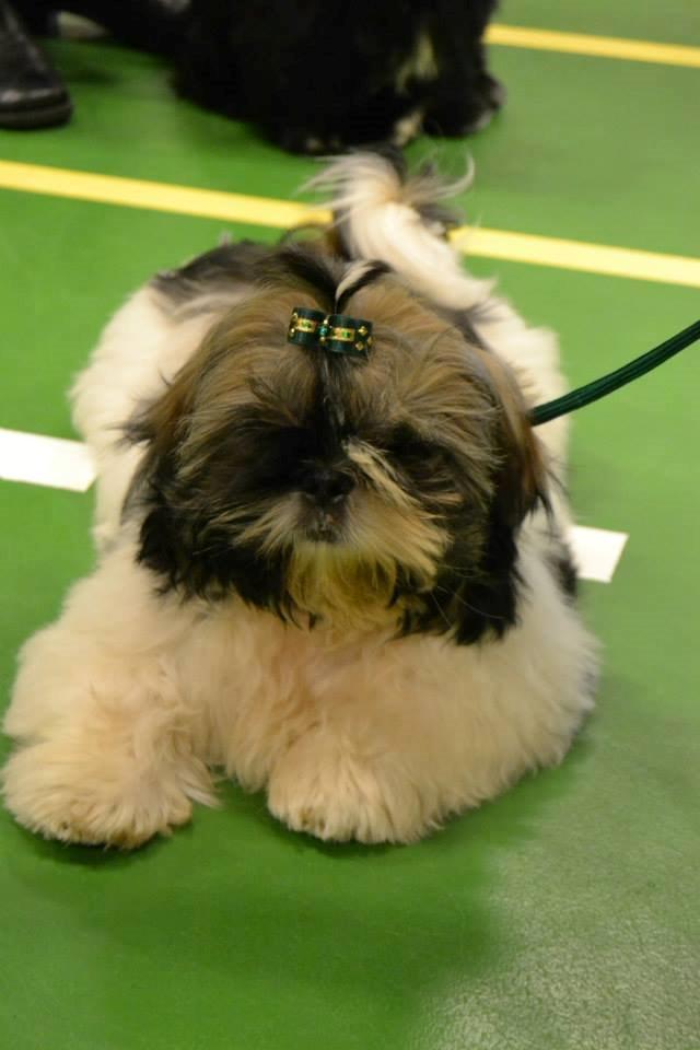 Shih tzu Flindts Emmet Nightly Encounters billede 36