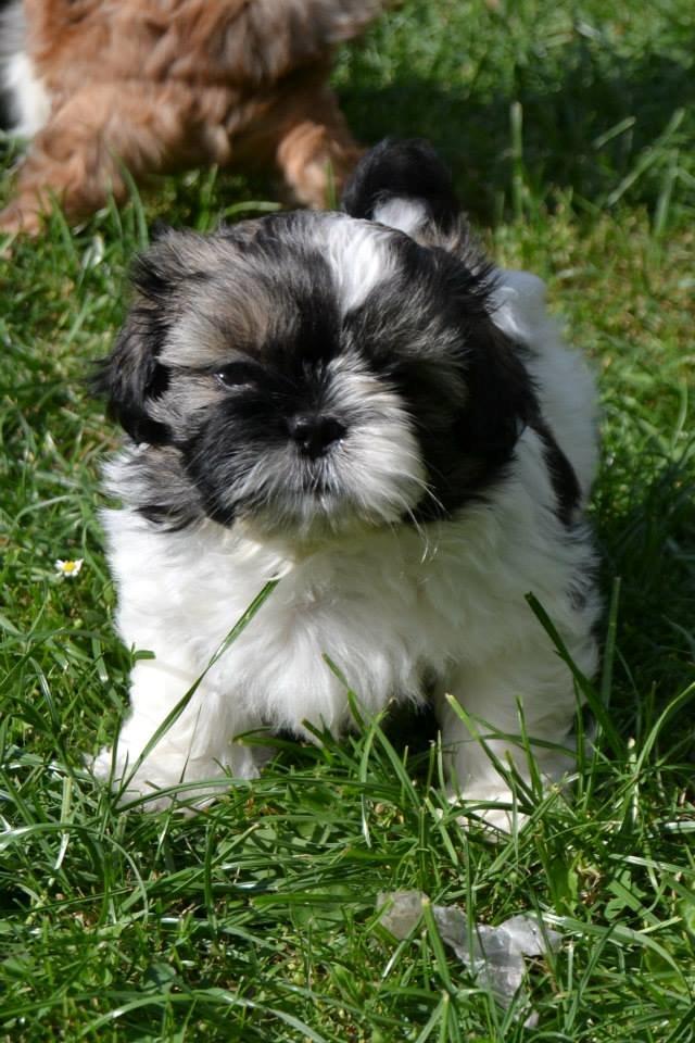 Shih tzu Flindts Emmet Nightly Encounters billede 30
