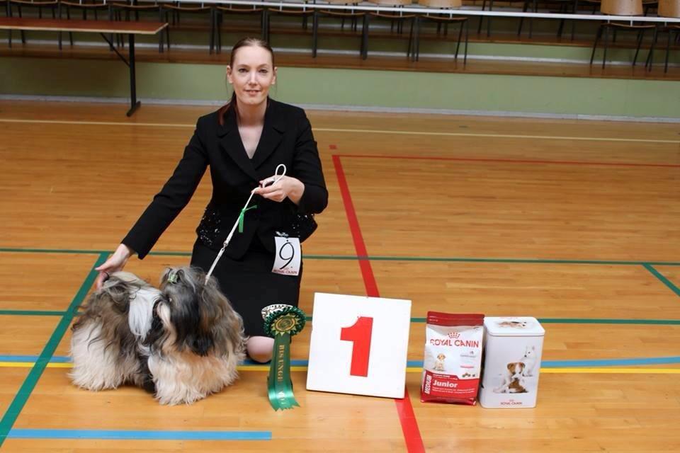 Shih tzu Flindts Emmet Nightly Encounters billede 37