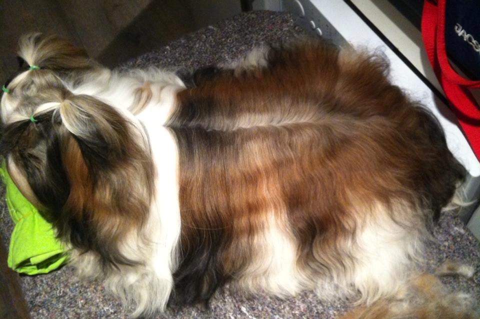 Shih tzu Flindts Emmet Nightly Encounters billede 38