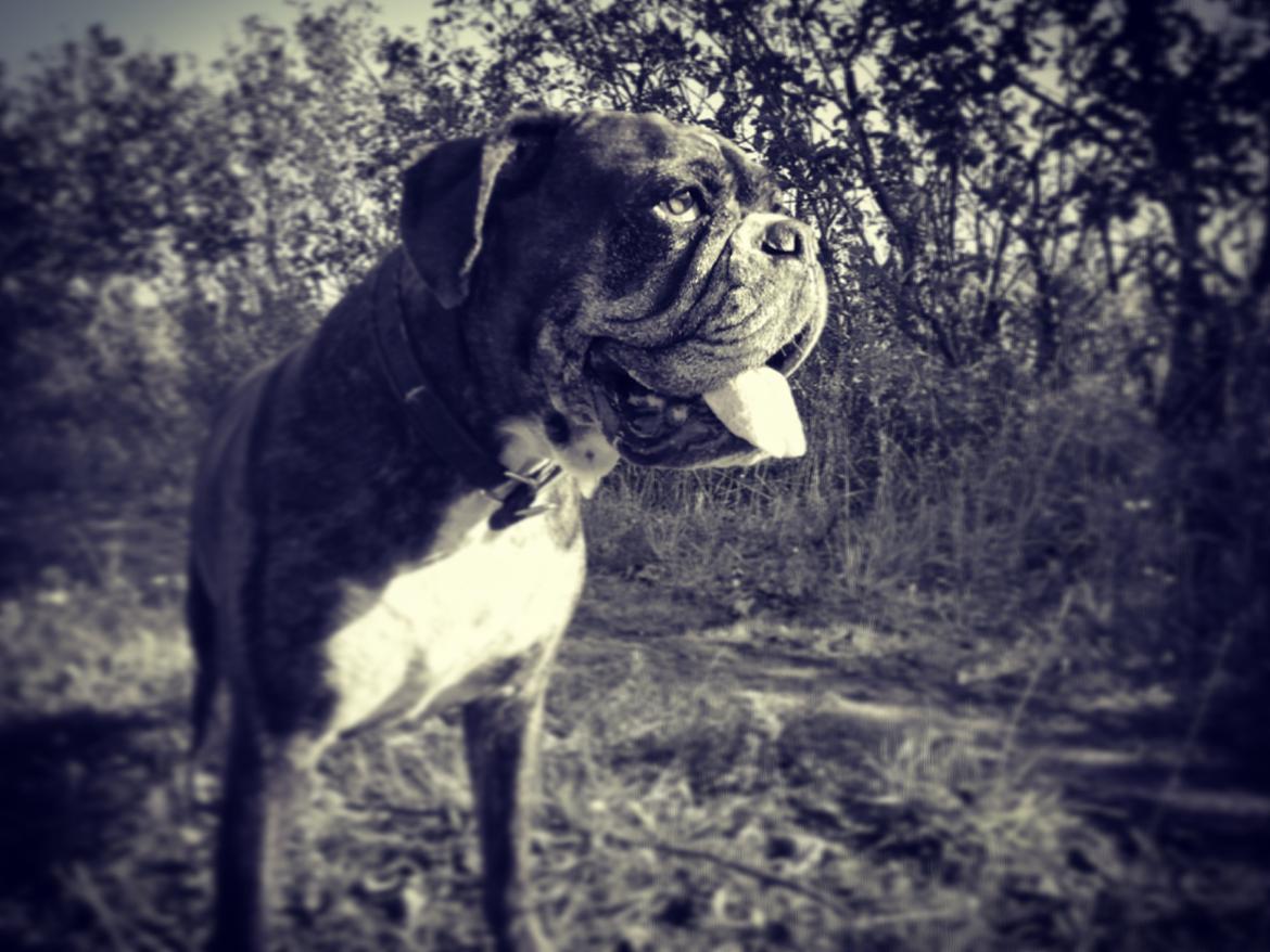 Boxer Bella billede 1