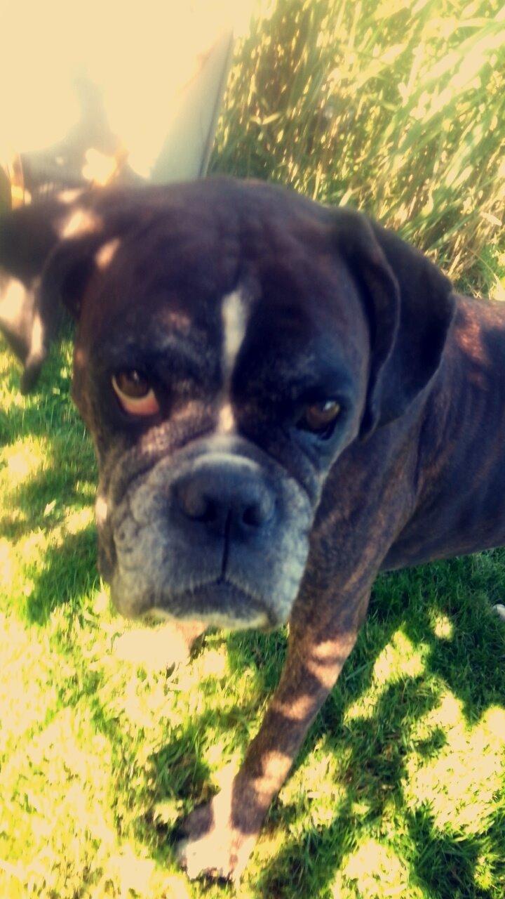 Boxer Bella billede 2