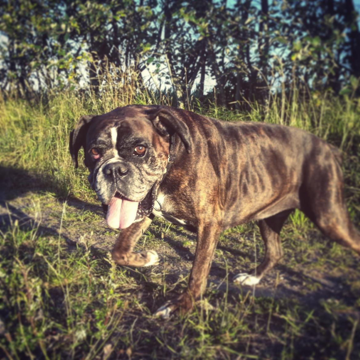 Boxer Bella billede 3