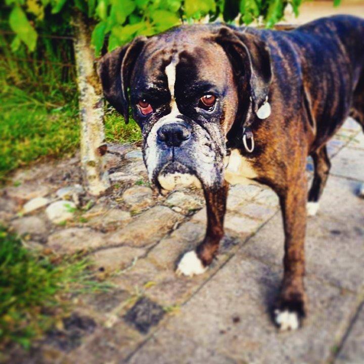 Boxer Bella billede 4