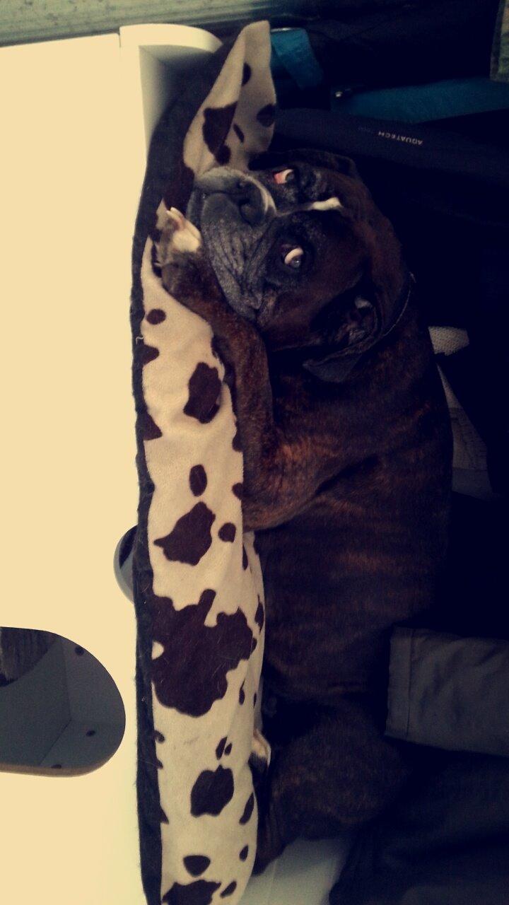 Boxer Bella billede 5