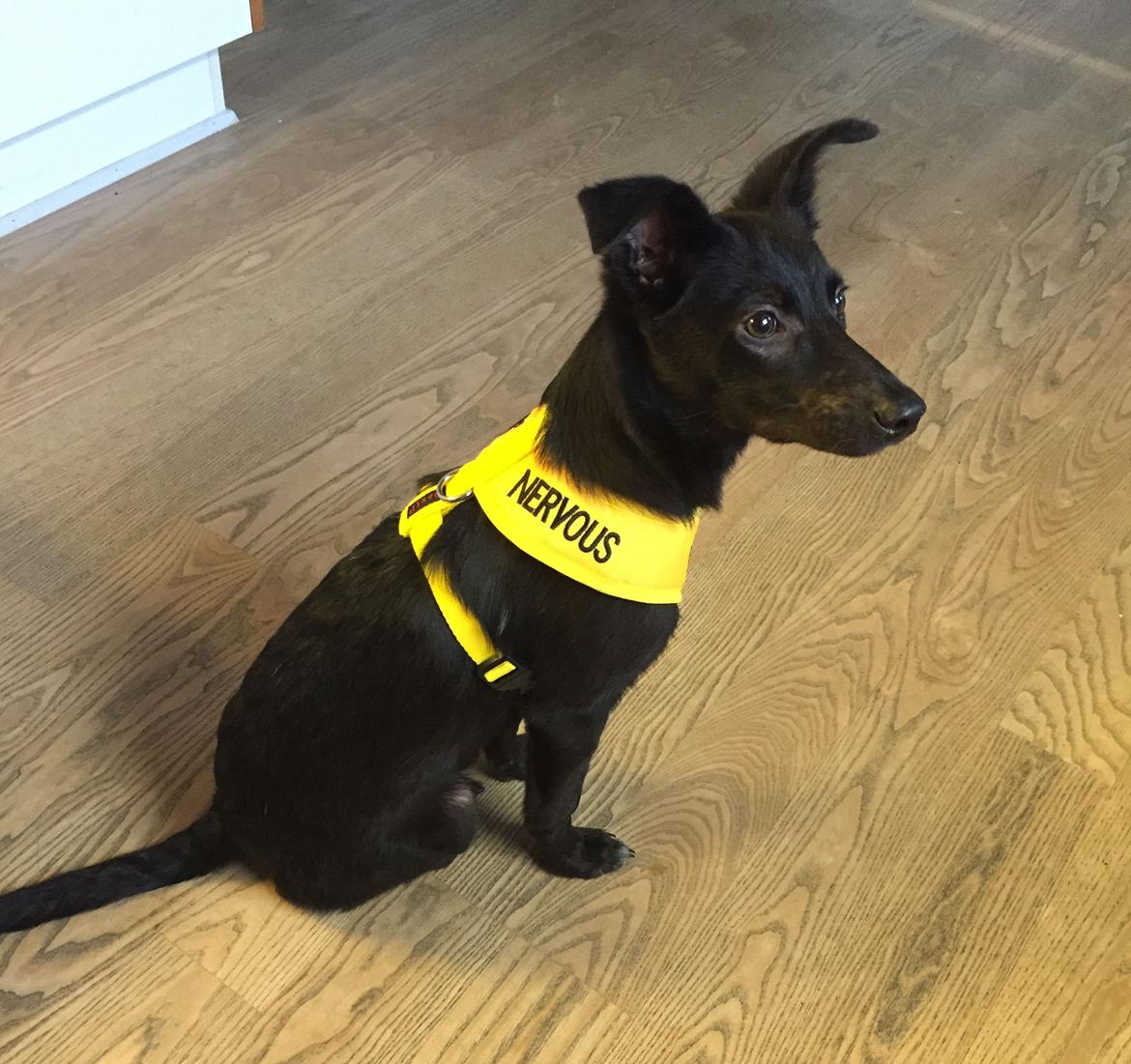 Blanding af racer Elvis billede 20