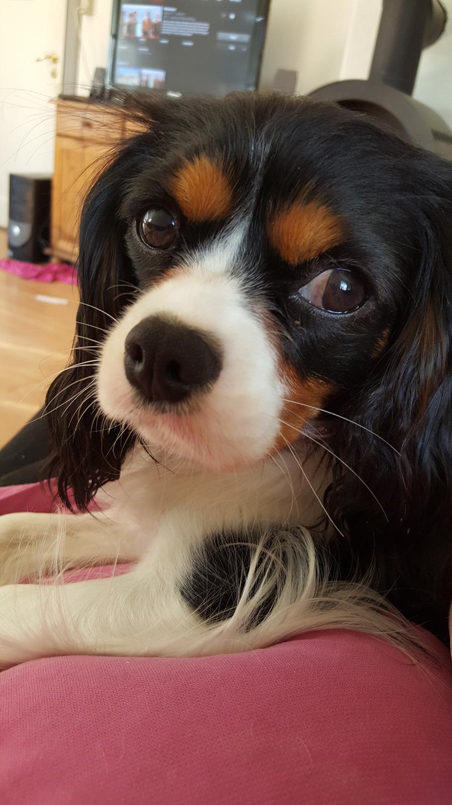 Cavalier king charles spaniel Enya billede 1