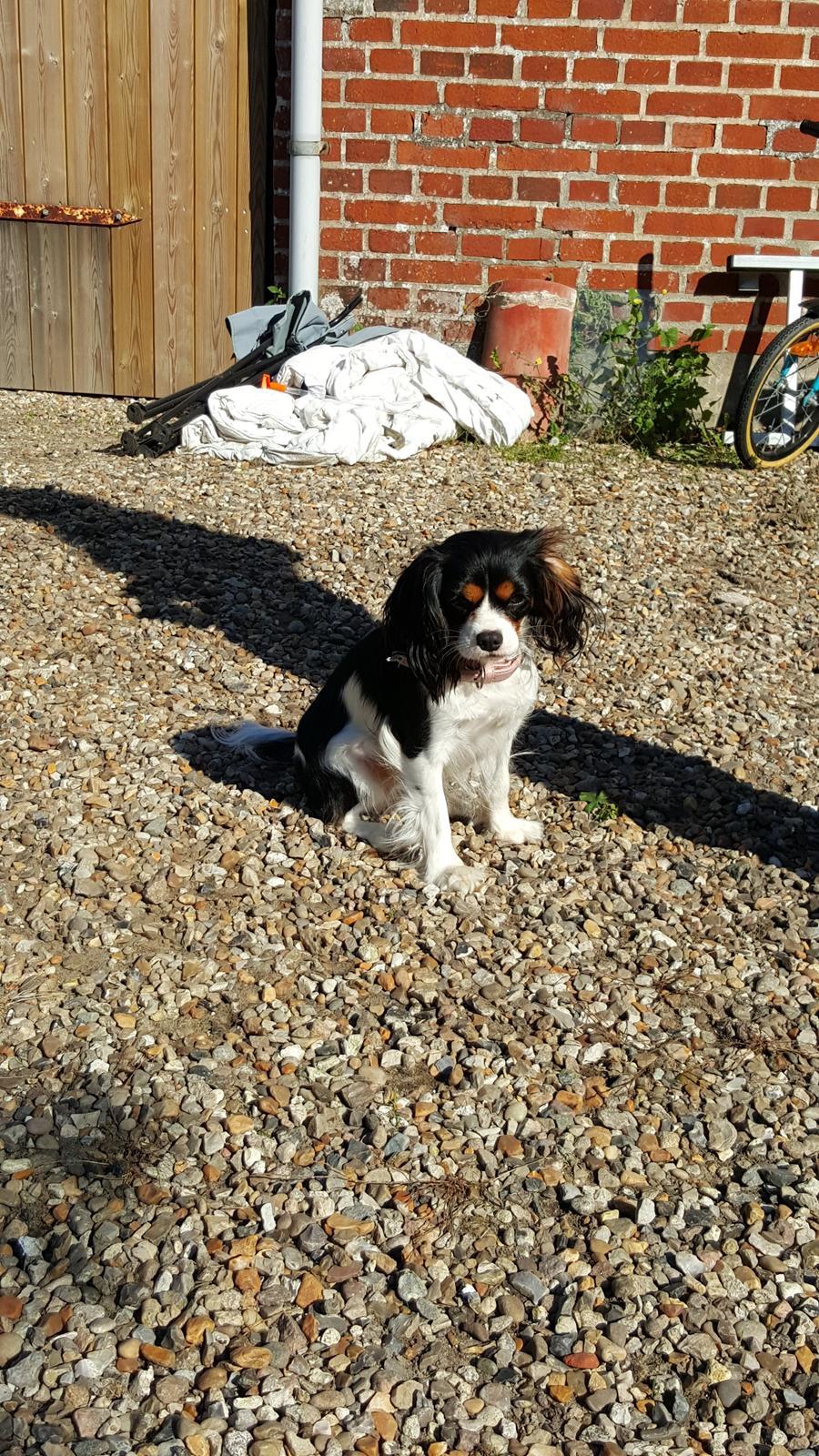 Cavalier king charles spaniel Enya billede 3