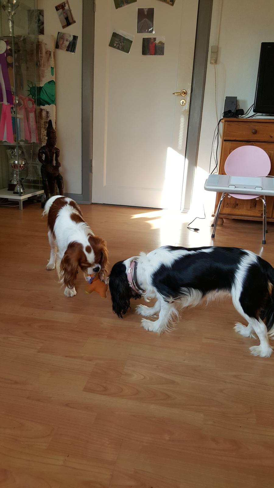 Cavalier king charles spaniel Enya billede 5
