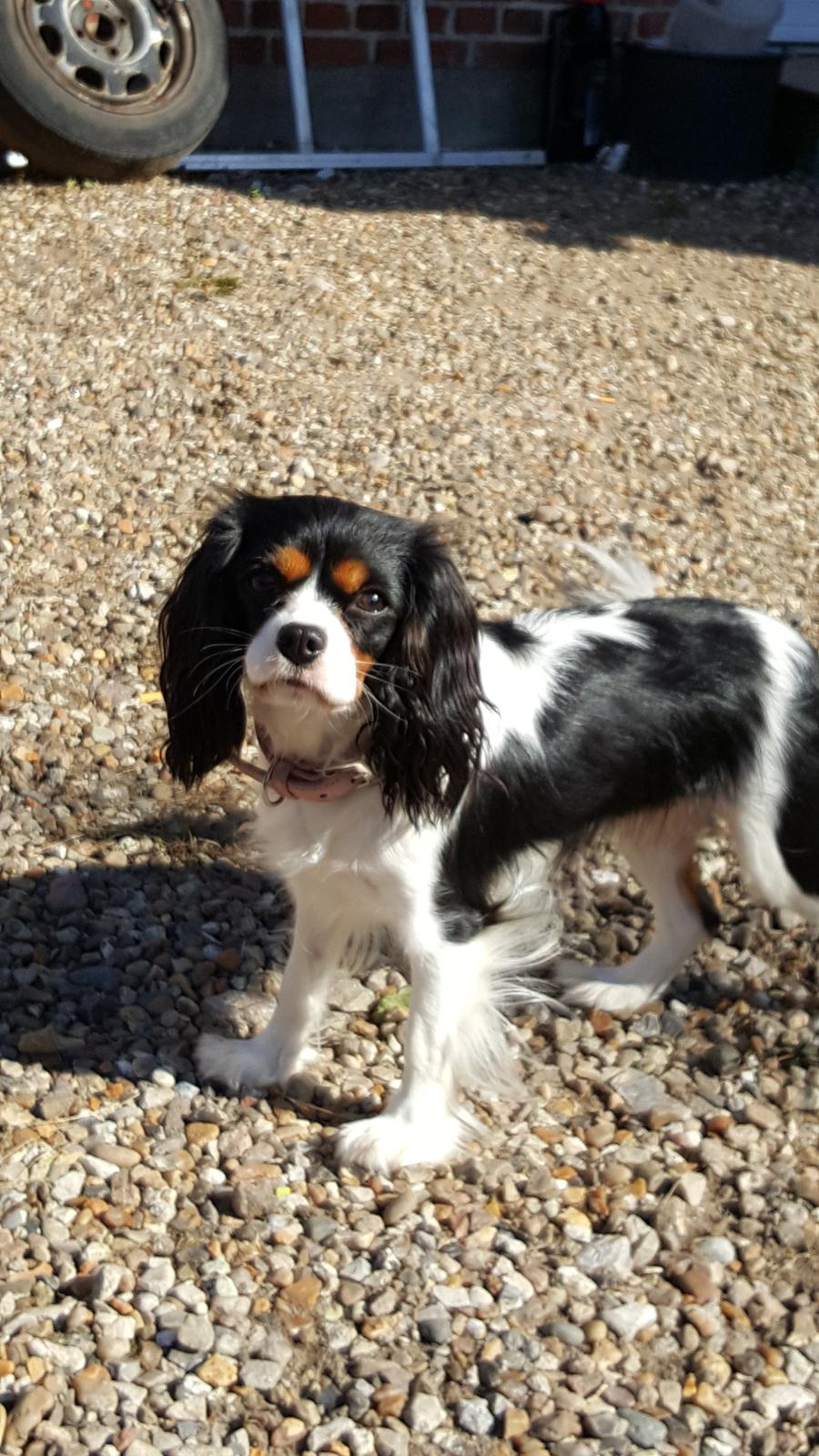 Cavalier king charles spaniel Enya billede 4