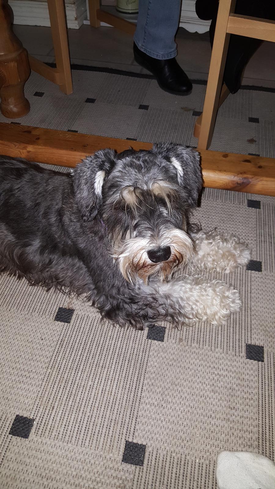 Dvaergschnauzer Ladi billede 1