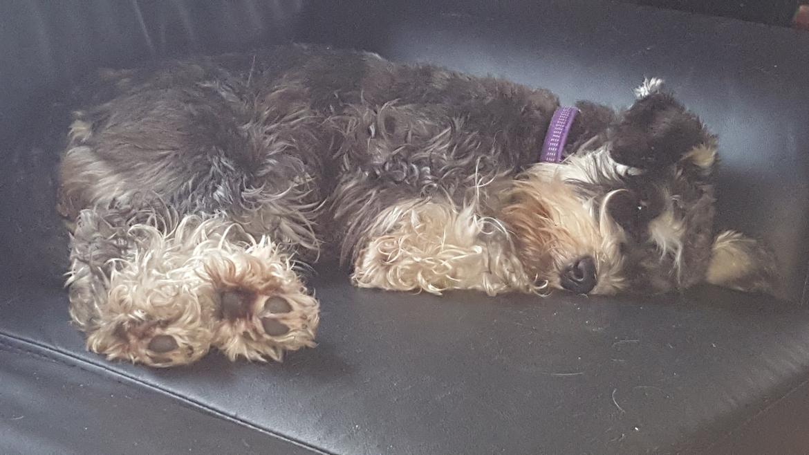 Dvaergschnauzer Ladi billede 3