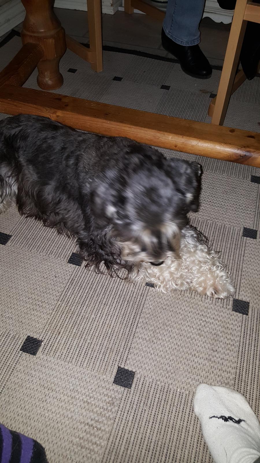 Dvaergschnauzer Ladi billede 5