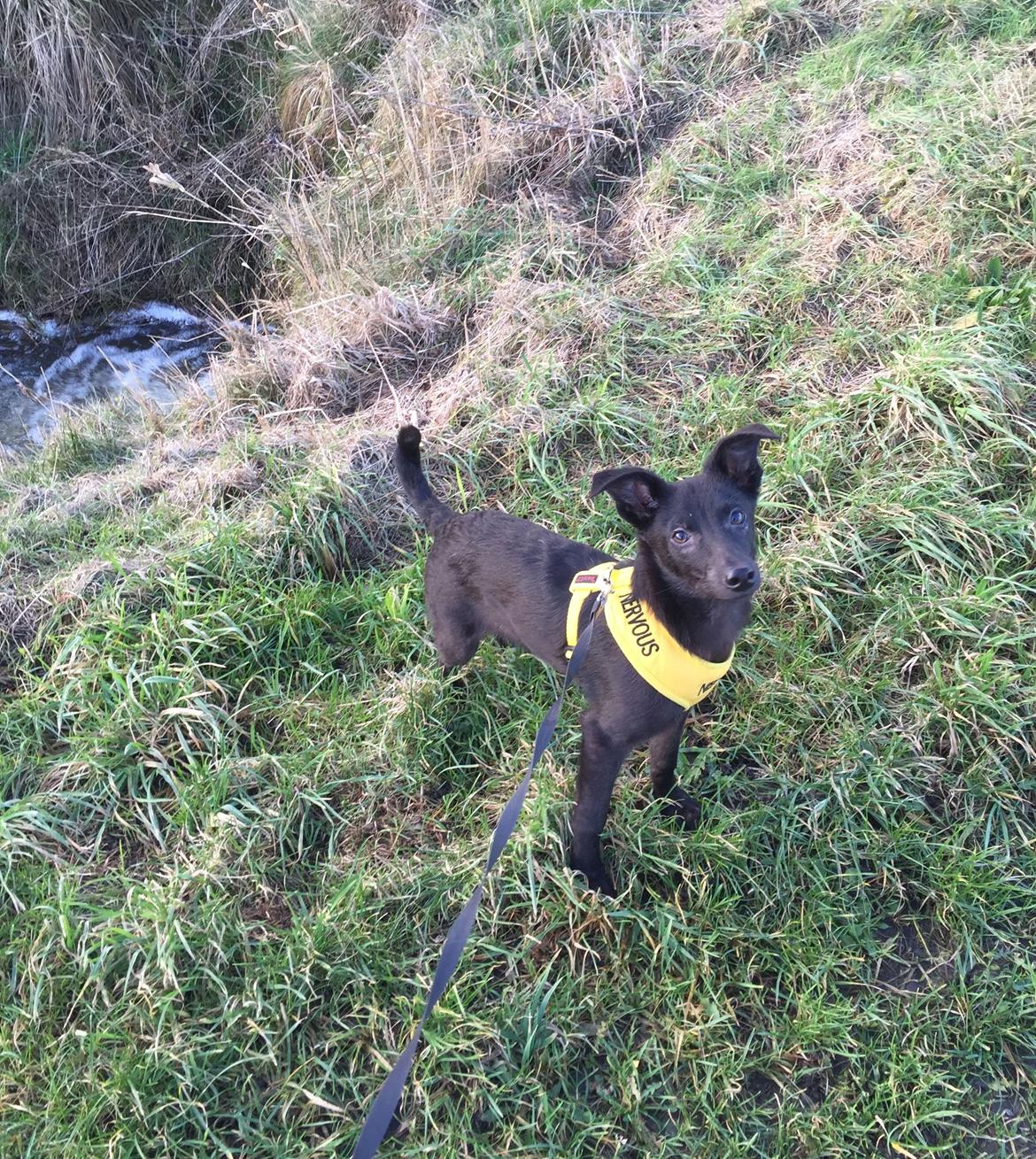 Blanding af racer Elvis - Har nu været her 1 uge billede 21