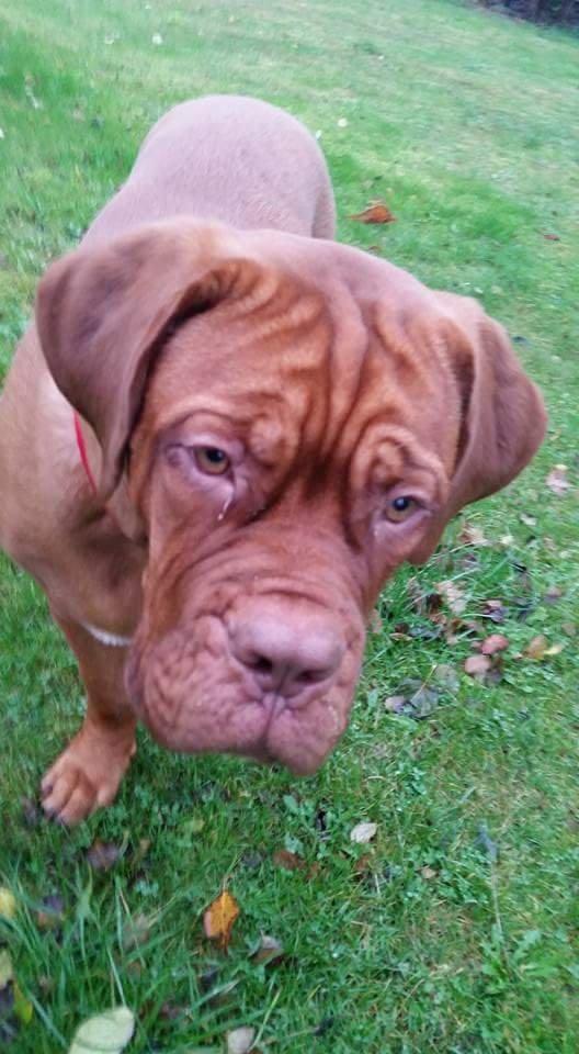 Dogue de bordeaux Lillbitt  billede 14