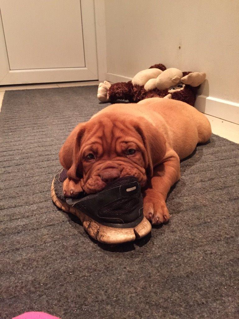Dogue de bordeaux Lillbitt  billede 15
