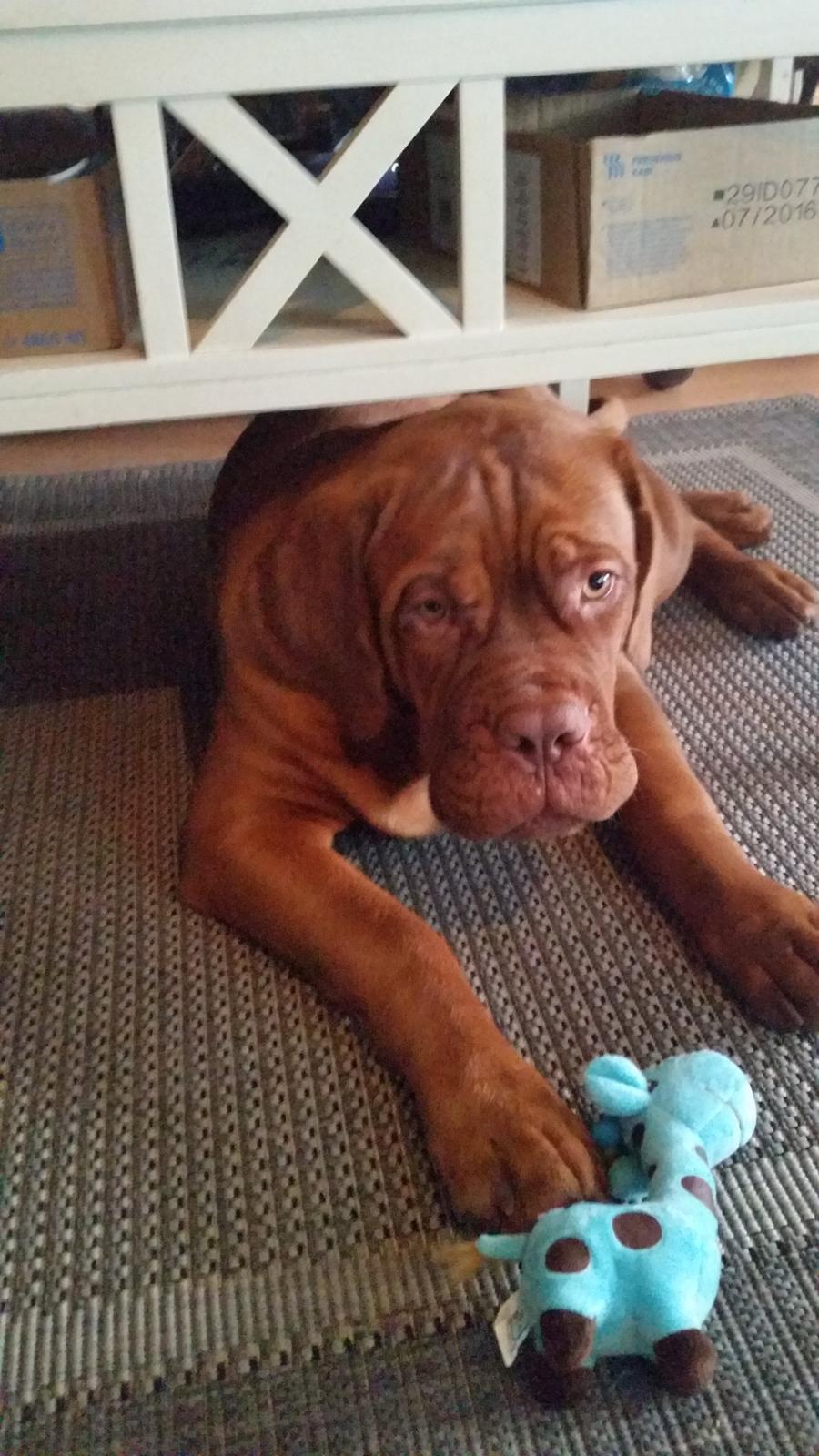 Dogue de bordeaux Lillbitt  billede 16