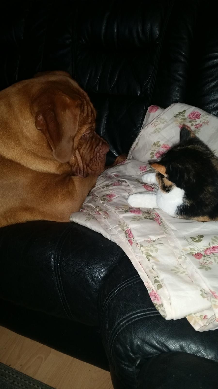 Dogue de bordeaux Lillbitt  billede 17