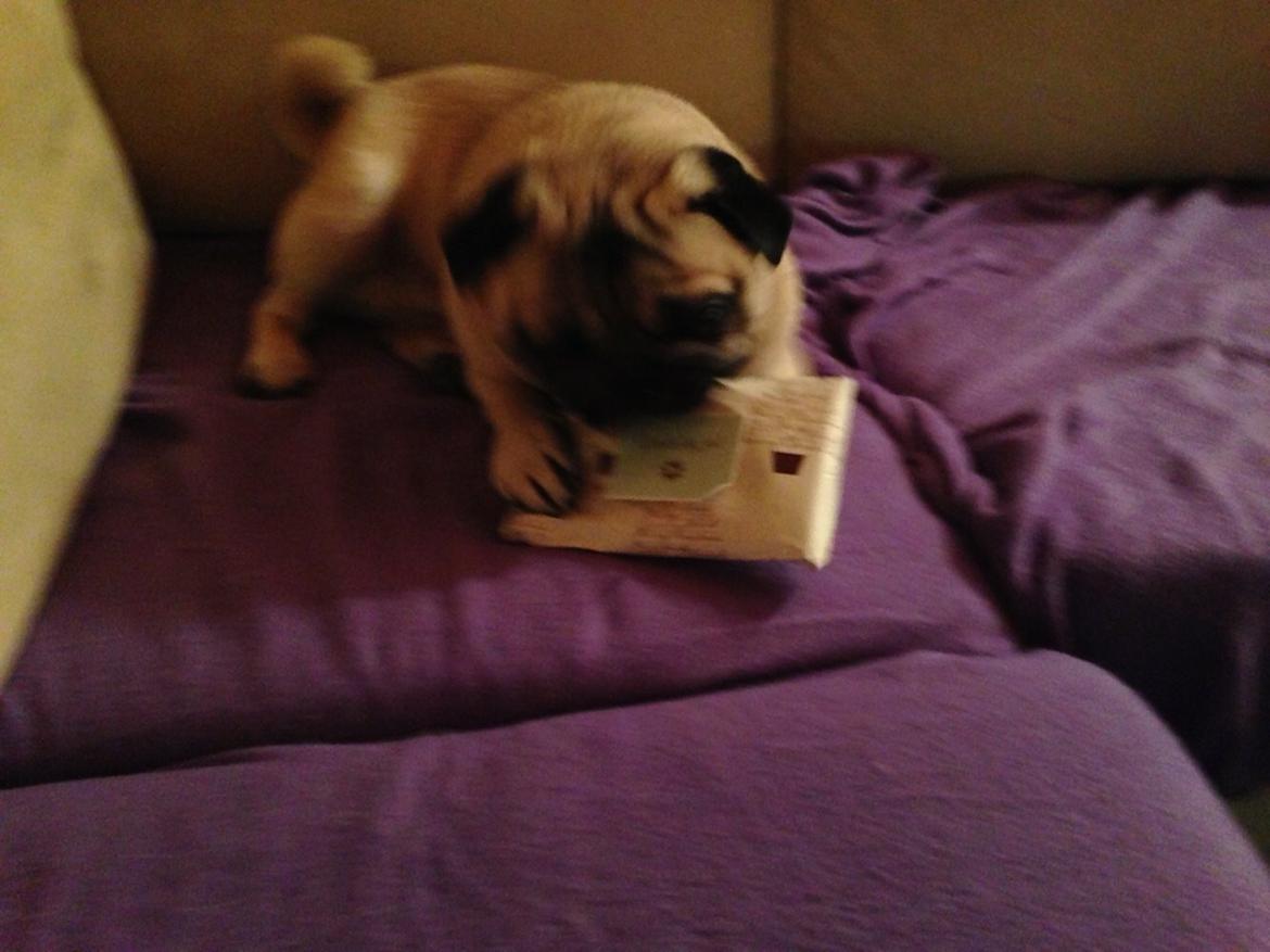 Mops Zacho billede 18