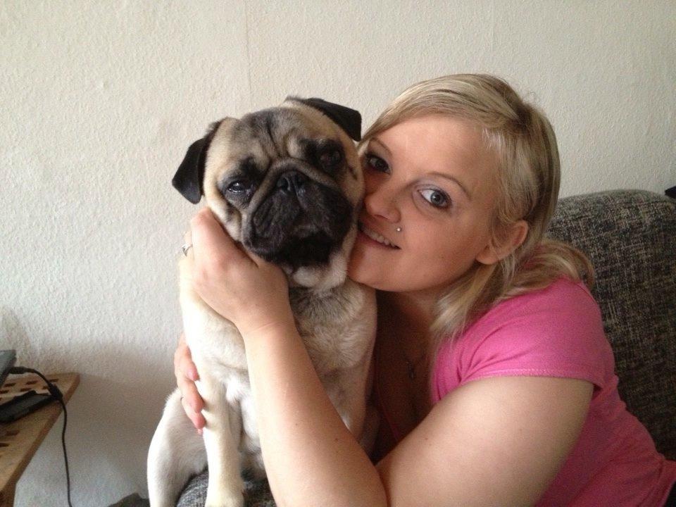 Mops Zacho billede 17