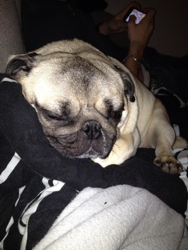 Mops Zacho billede 19