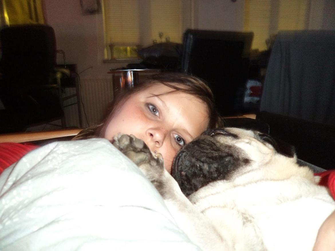 Mops Zacho billede 20