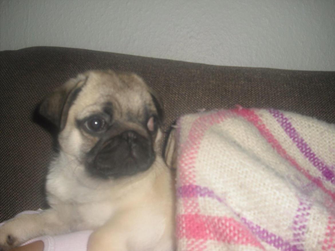 Mops Zacho billede 23