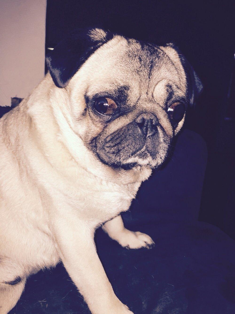 Mops Zacho billede 22