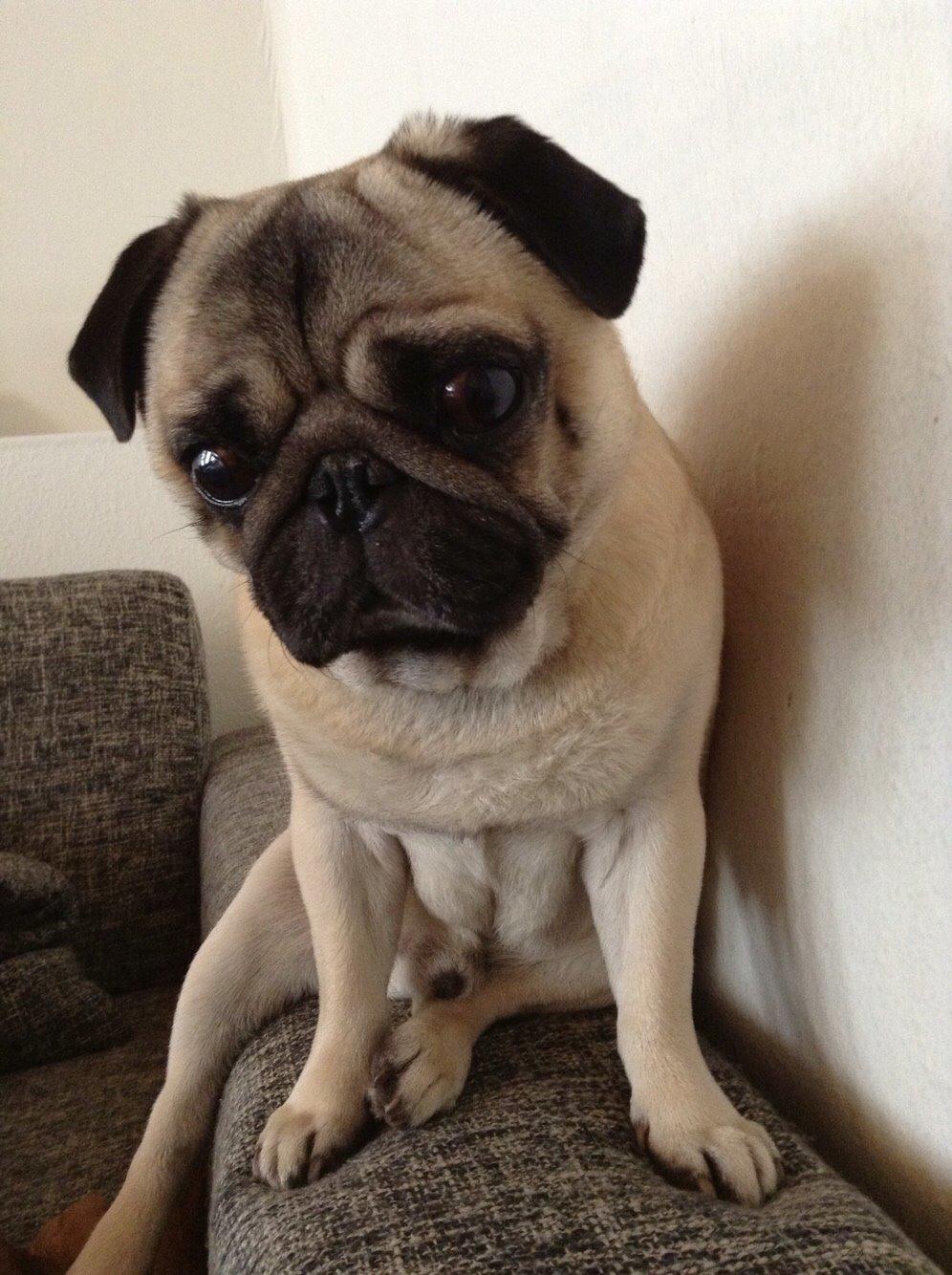 Mops Zacho billede 25