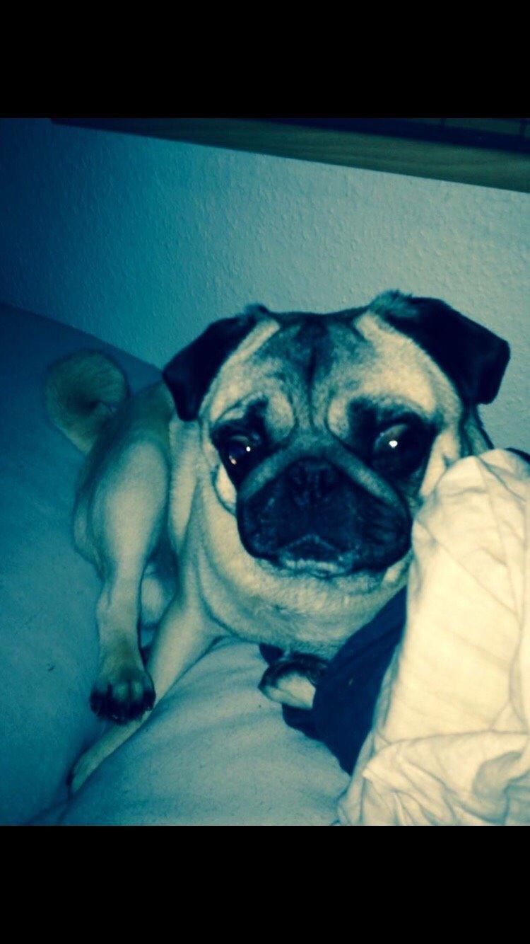 Mops Zacho billede 26