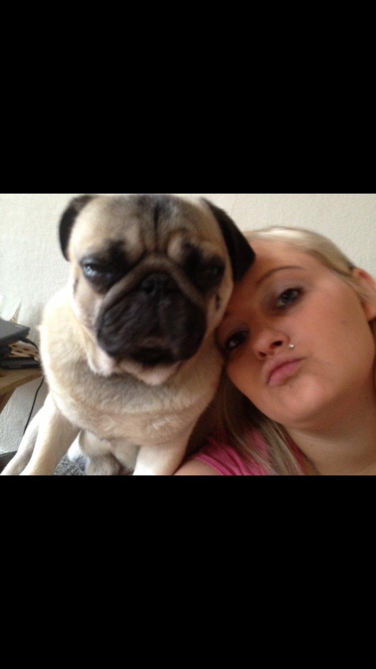 Mops Zacho billede 29