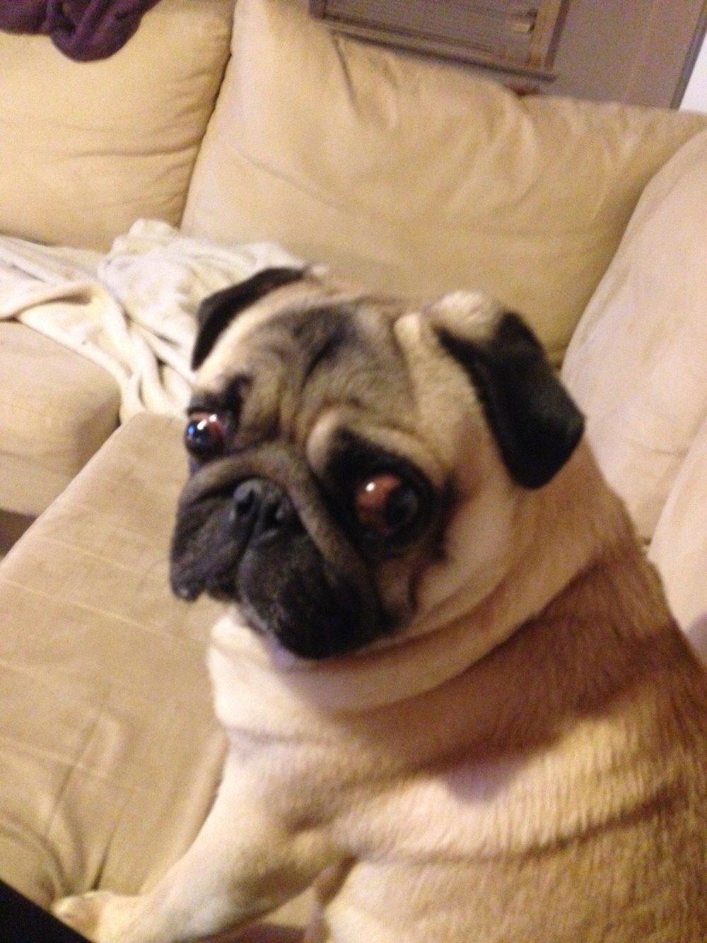 Mops Zacho billede 28