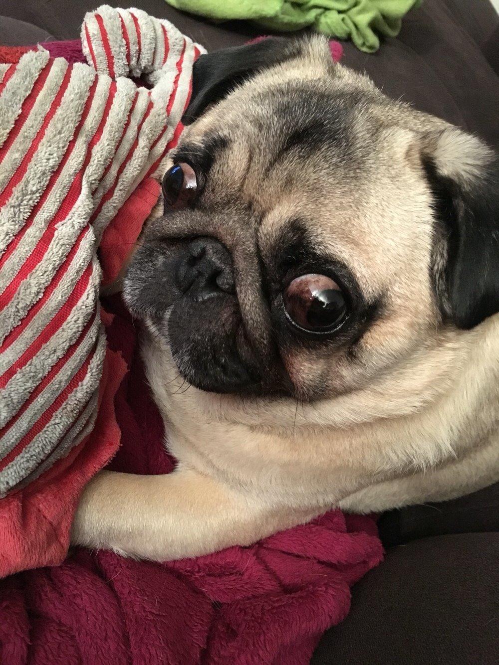 Mops Zacho billede 30