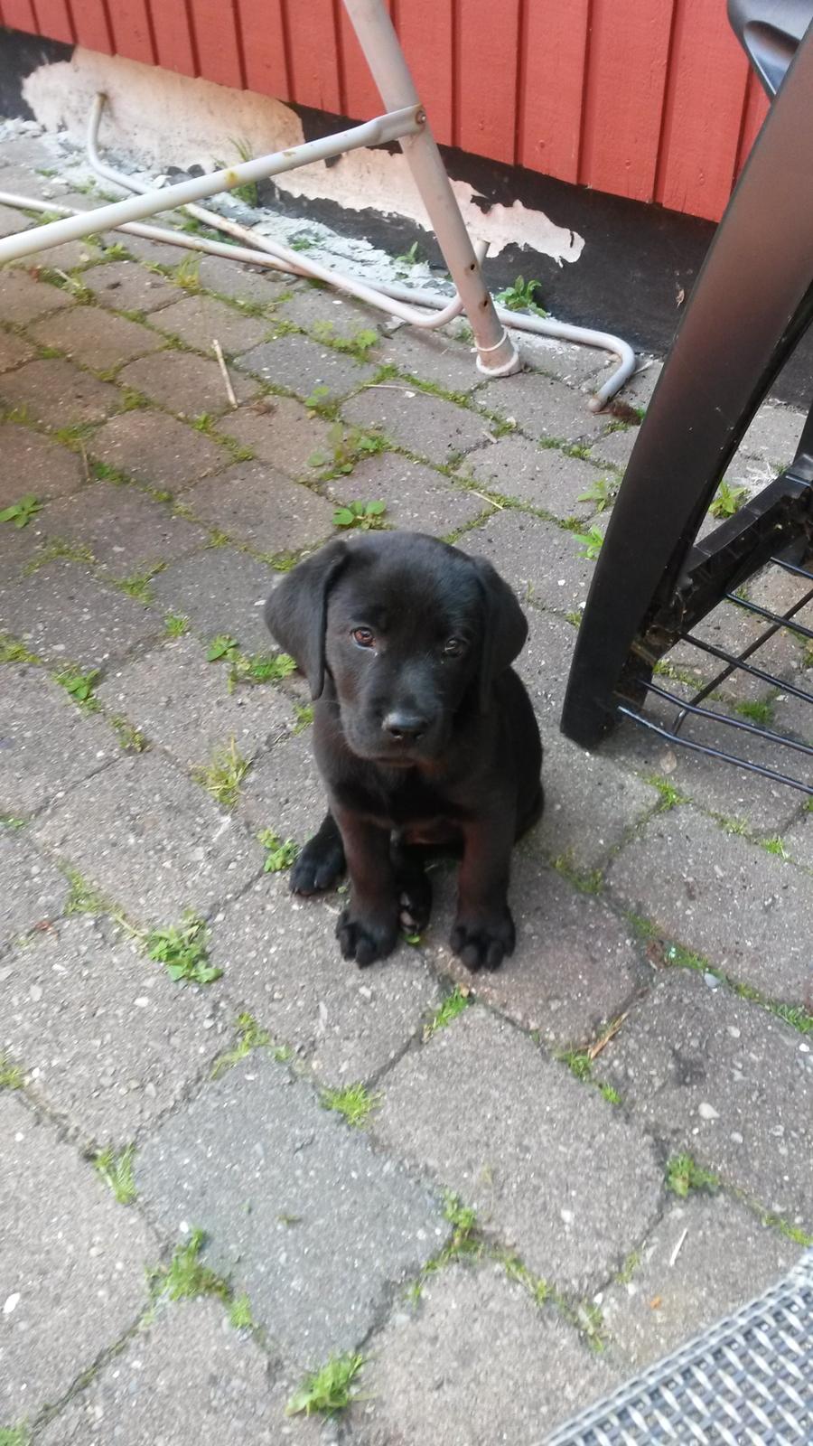 Labrador retriever Skipper billede 1