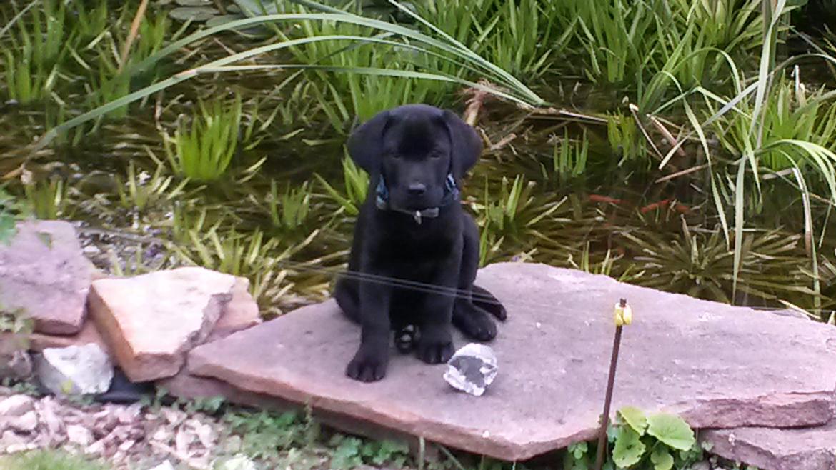 Labrador retriever Skipper billede 2