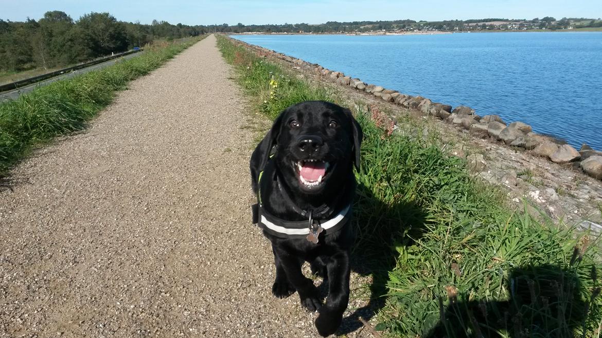 Labrador retriever Skipper billede 3