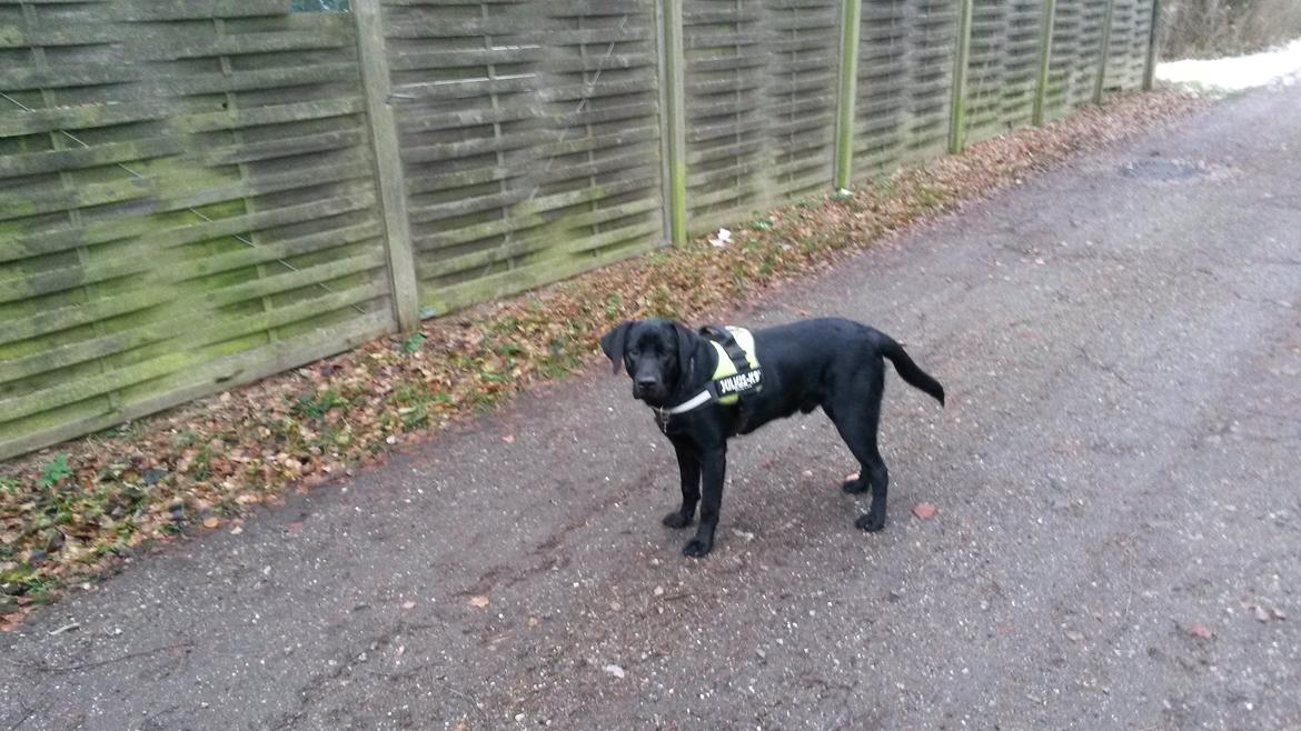 Labrador retriever Skipper billede 4