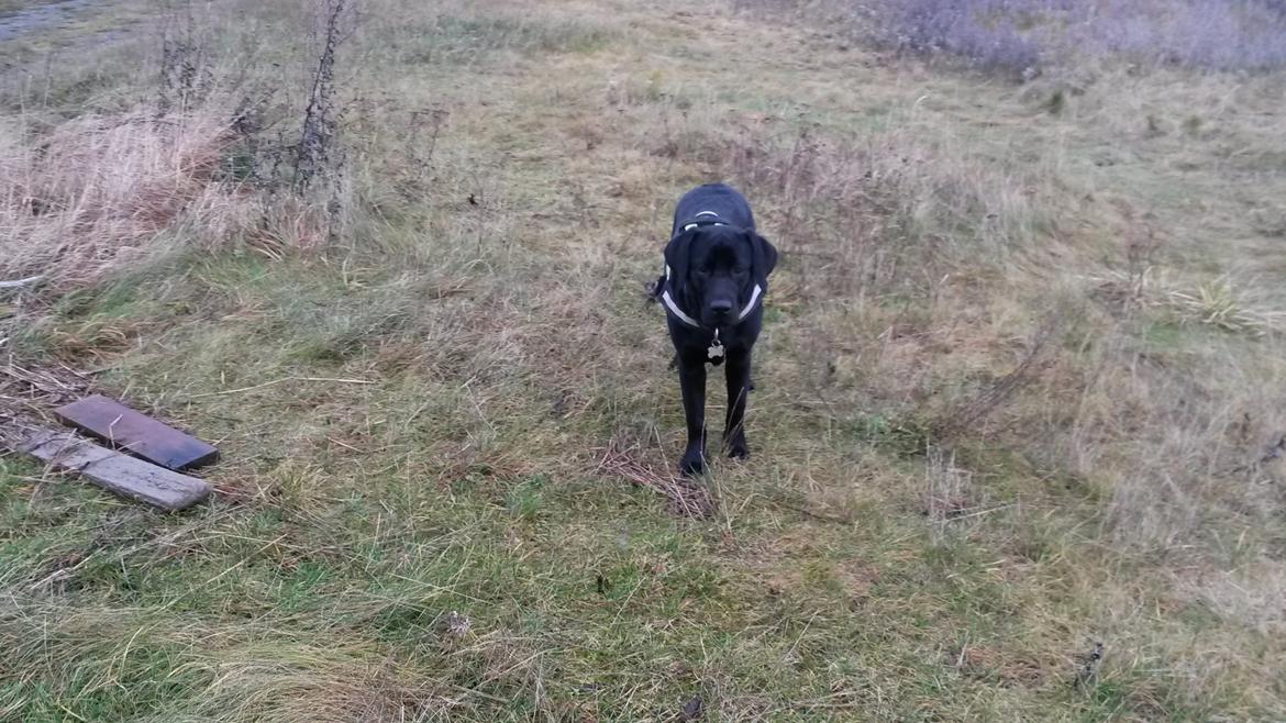 Labrador retriever Skipper billede 5