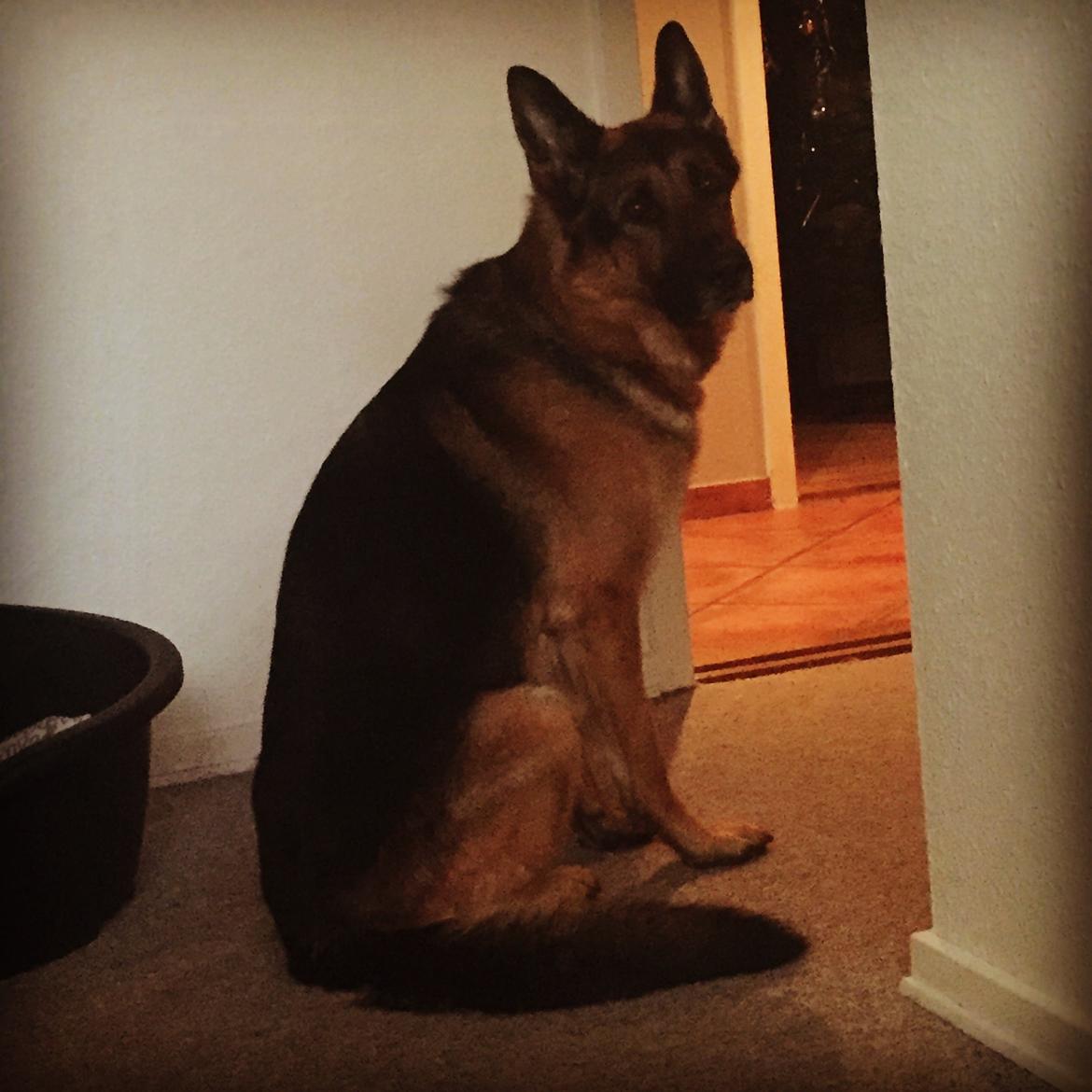 Schæferhund Rex billede 16