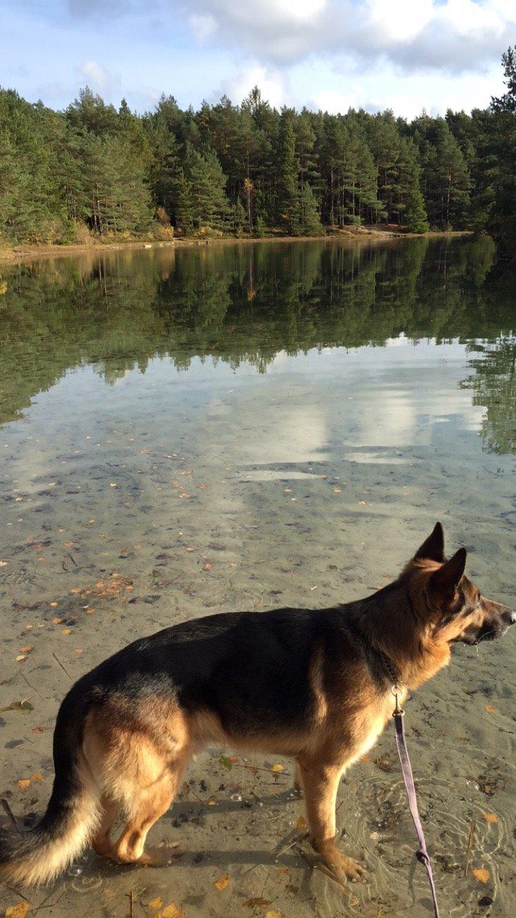 Schæferhund Rex billede 17