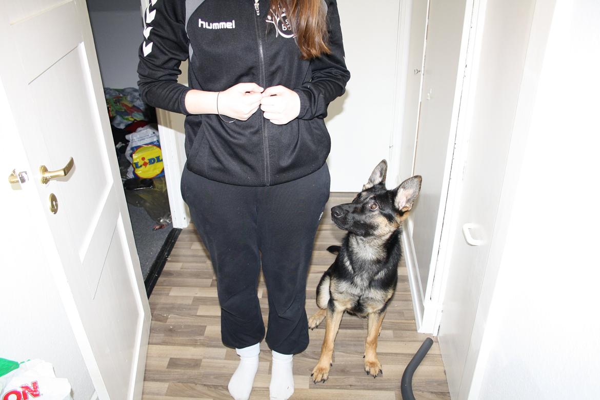 Schæferhund Amager's Nicki billede 23