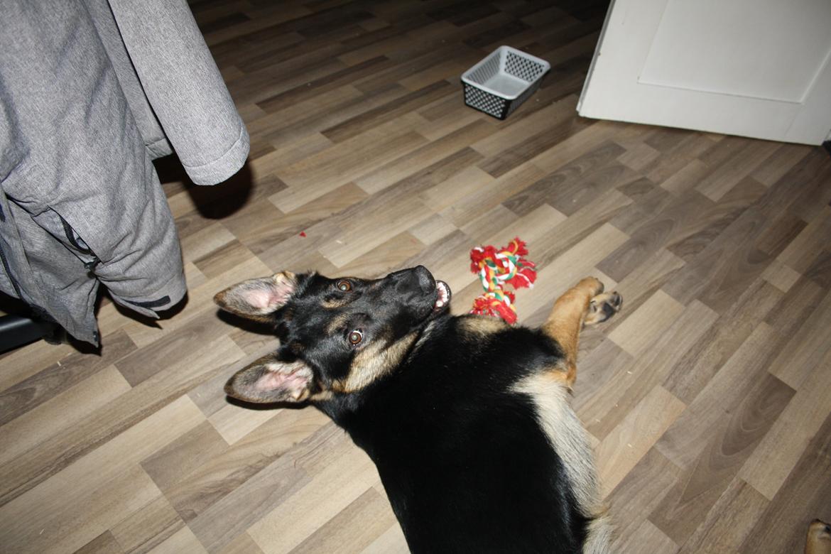 Schæferhund Amager's Nicki billede 25