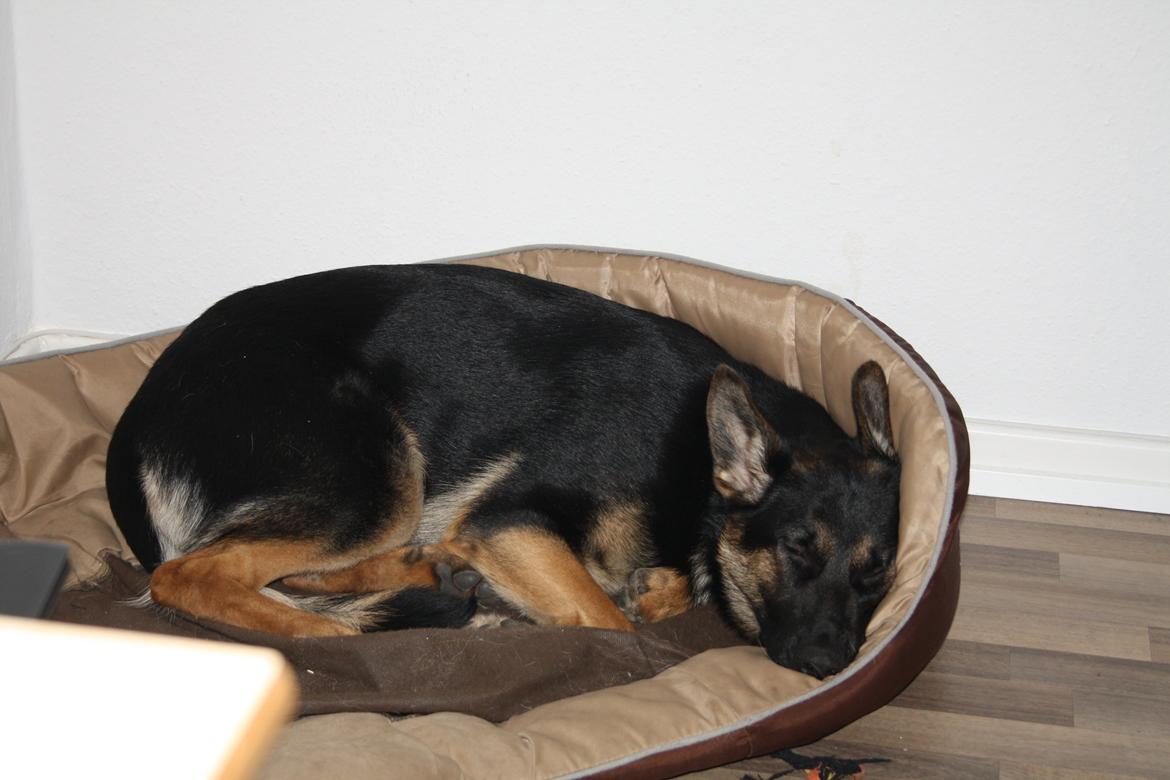 Schæferhund Amager's Nicki billede 26