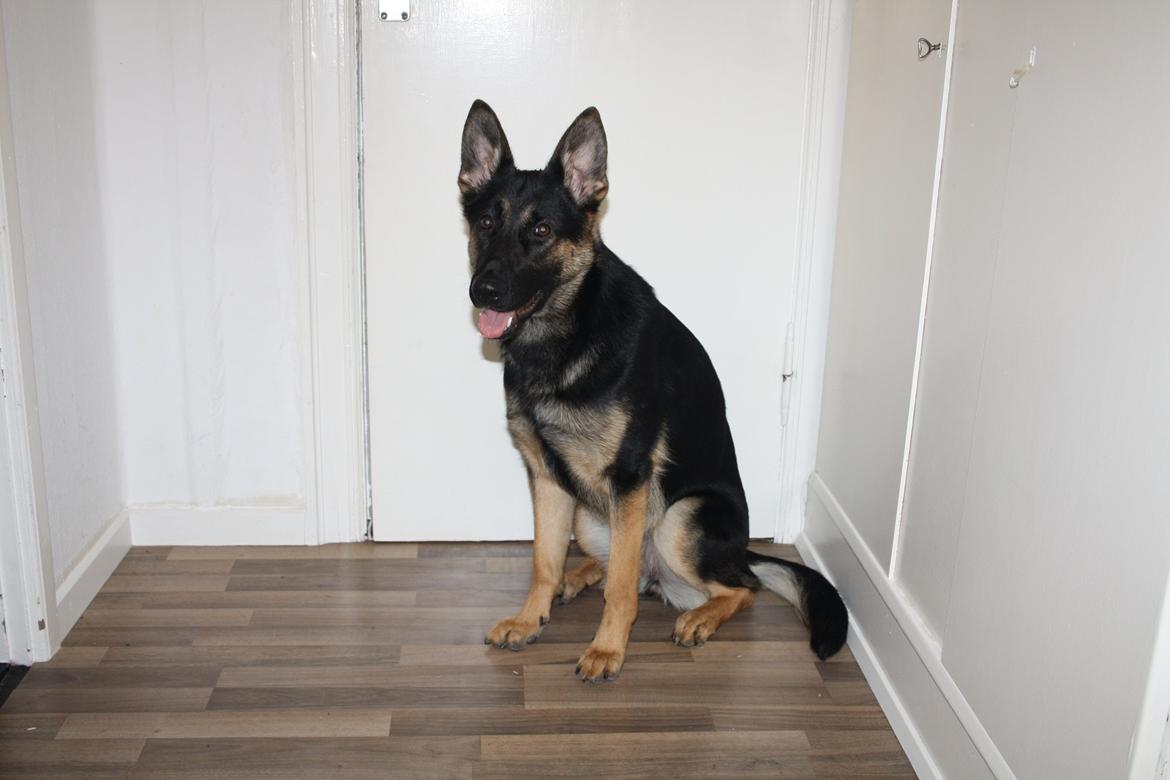 Schæferhund Amager's Nicki billede 27