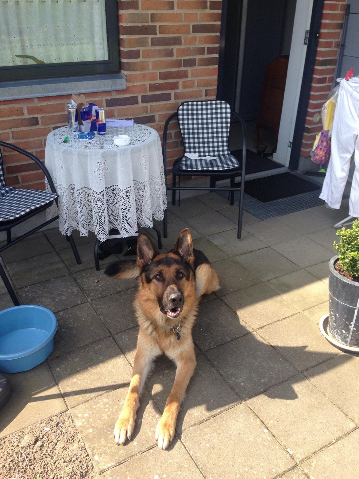 Schæferhund Rex billede 18