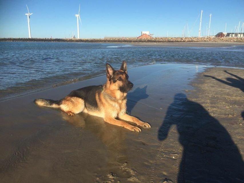 Schæferhund Rex billede 19