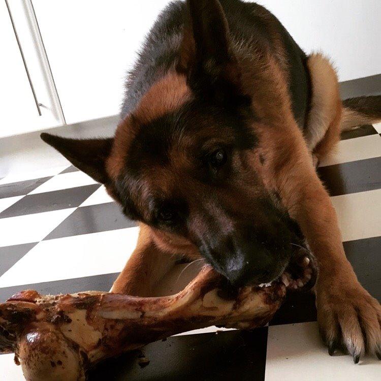 Schæferhund Rex billede 20