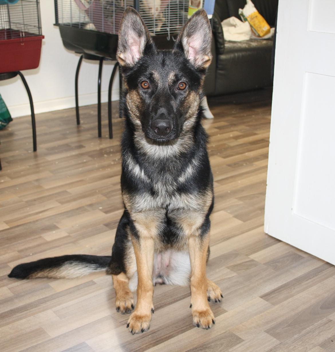 Schæferhund Amager's Nicki billede 4